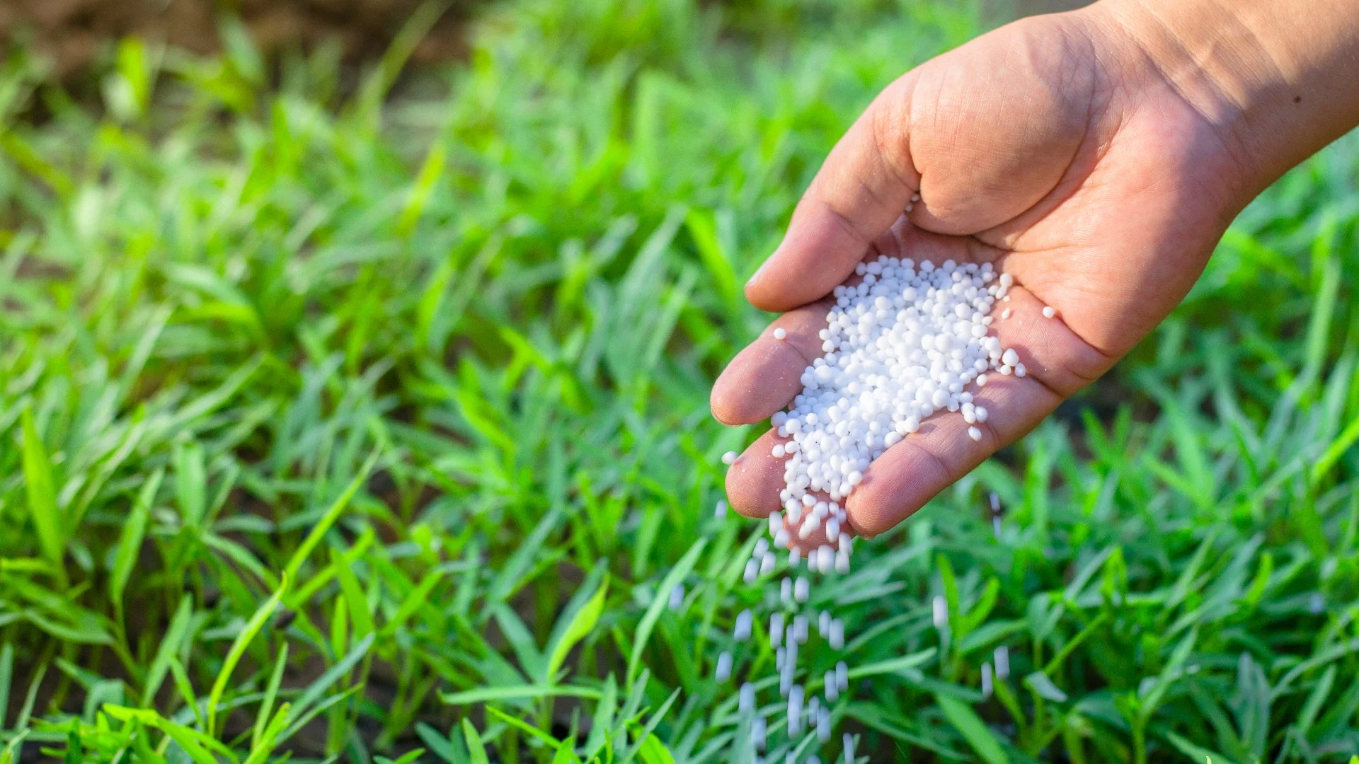 How Often Should You Be Fertilizing Your Lawn in Pennsylvania?