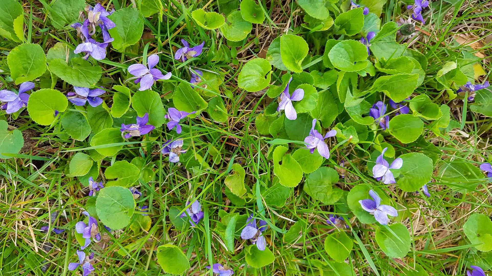 Spring Pre-Emergent Weed Control - Is It Worth It?