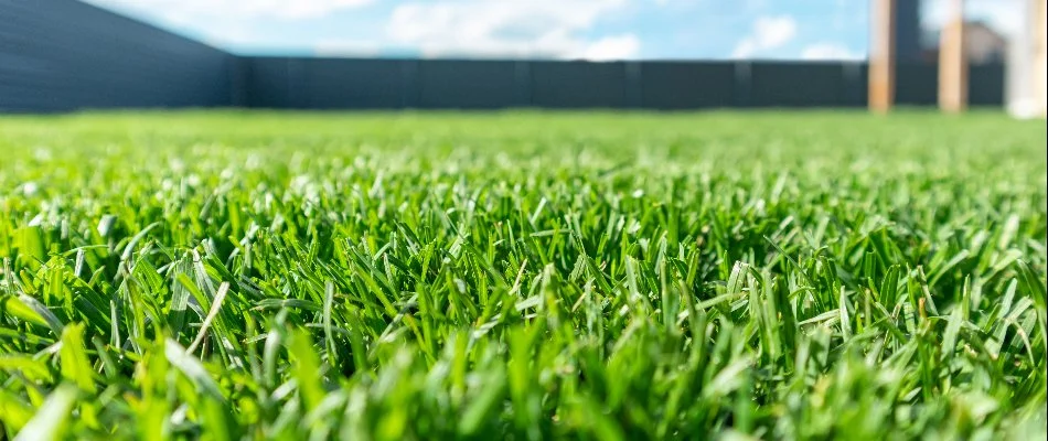 Dense lawn on a property in Newark, DE.