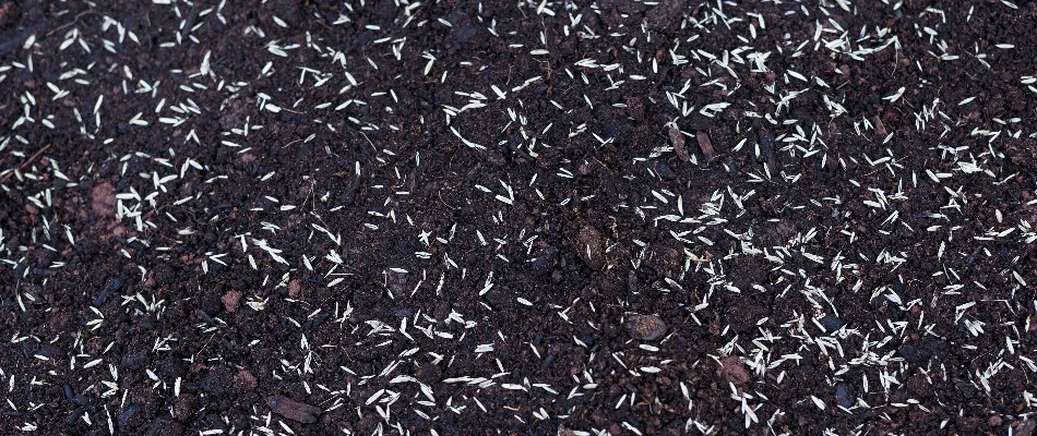 Seeds spread upon soil on a property in Doylestown, PA.