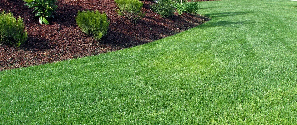 A beautiful, healthy grass near Wayne, PA.