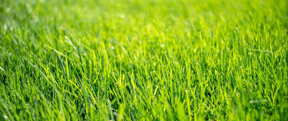 Lush green grass in Collegeville, PA.