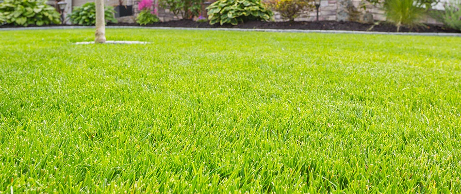 A healthy, lushious lawn near Malvern, PA.