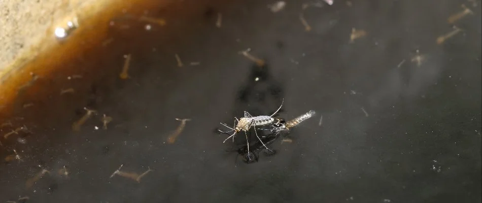 A mosquito in standing water at our potential client's property in Wayne, PA.