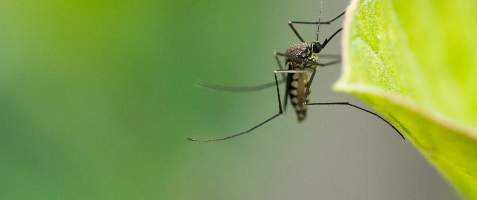 Mosquito on a plant in Collegeville, PA.