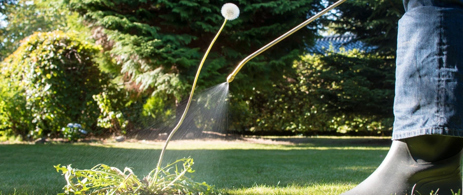 Lawn care technician applying post-emergent weed control to a dandelion weed in Newtown, PA.