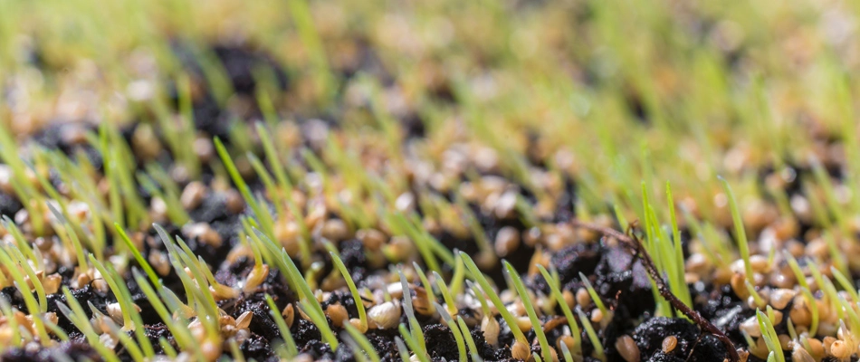Seeds growing in a lawn in Newtown, PA.