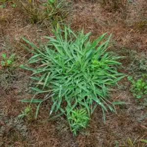 close up of crab grass on lawn