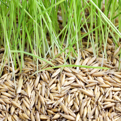 grass overseeding