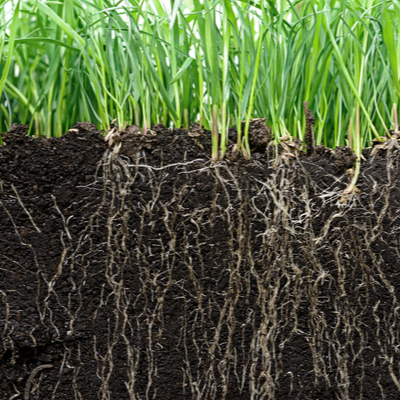 Grass roots