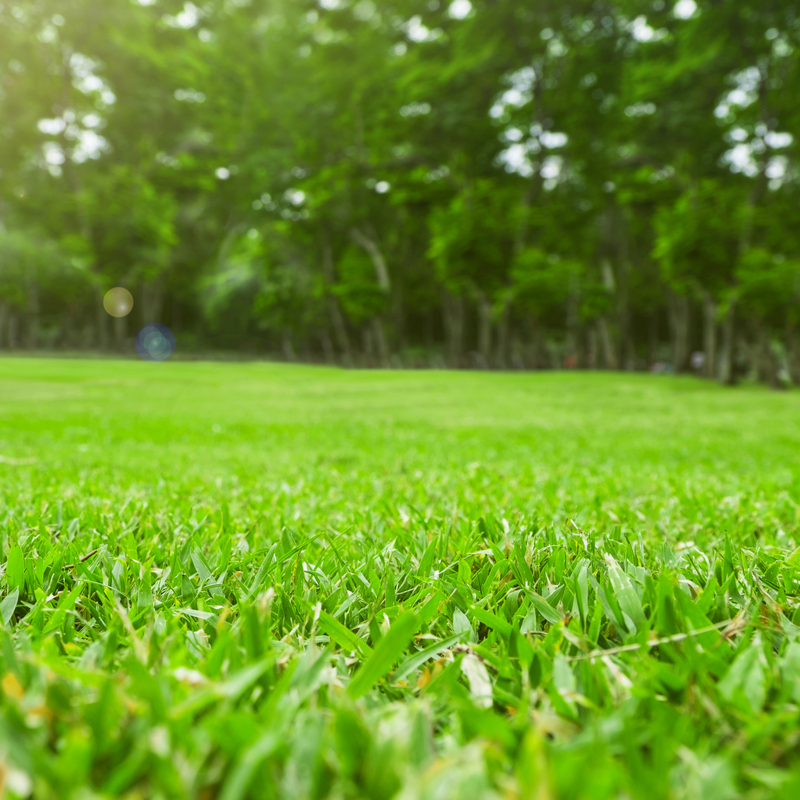 Learning About Aeration and Overseeding for Cool-Season