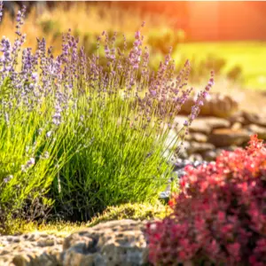 lavendar flowers