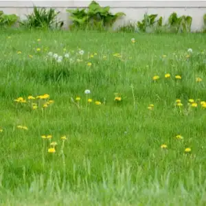 lawn with weeds