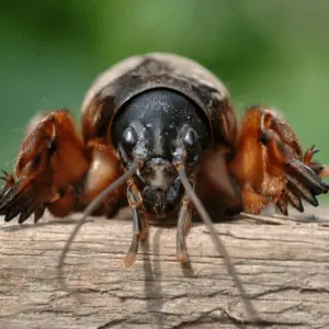 mole cricket