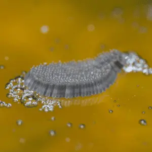 mosquito eggs water