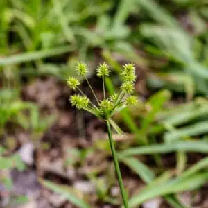 close up of nutsedge weed on lawn