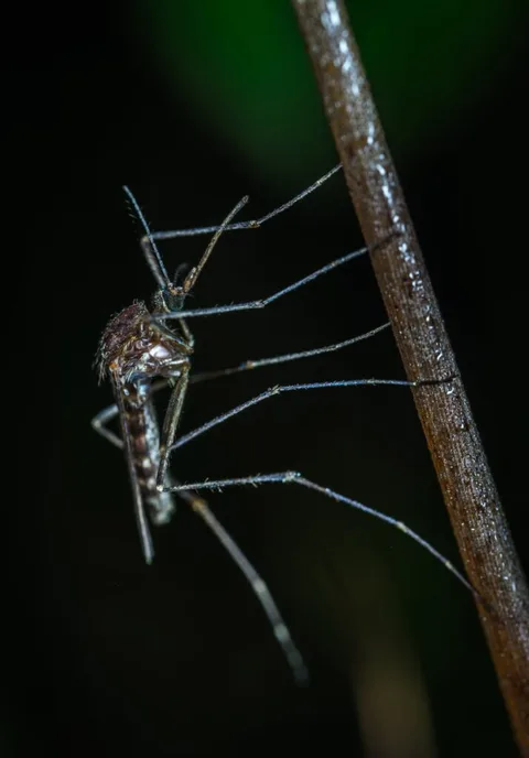 The Most Effective Plant-Based Mosquito Treatment