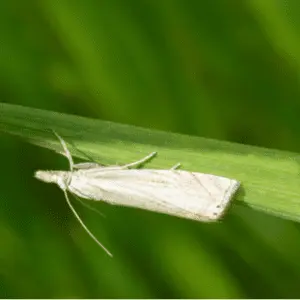sod webworm
